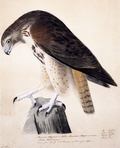Buzzard americano ou falcão de peito branco, de John James Audubon