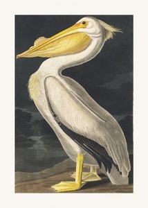 Pelicano-branco-americano, extraído de *Birds of America* (1827) de John James Audubon