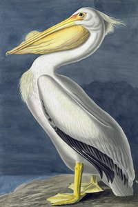 Pelicano branco americano, Pelecanus Erythrorhynchos, "dos pássaros de América" por John J. Audubon, bar. 1827-38 de John James Audubon