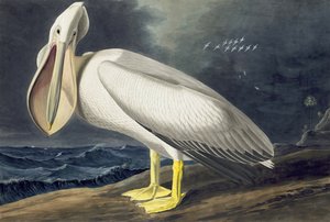 Pelicano branco americano, Pelecanus Erythrorhynchos, "dos pássaros de América" por John J. Audubon, bar. 1827-38 de John James Audubon