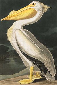 Pelicano branco americano, Pelecanus Erythrorhynchos, "dos pássaros de América" por John J. Audubon, bar. 1827-38 de John James Audubon