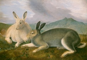 Lebre Ártica, c.1841 (caneta e tinta preta com aquarela e tinta a óleo sobre papel) de John James Audubon