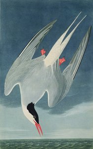 Andorinha do Ártico, de &39;Birds of America&39;, gravada por Robert Havell (1793-1878), publicada em 1835