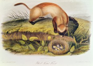 Furão de patas negras de quadrúpedes da América do Norte (1842-5) de John James Audubon