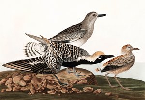 Tarambola inchada preta, Charadrius Helveticus, de "os pássaros de América" por John J. Audubon, bar. 1827-38 de John James Audubon