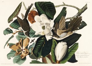 Cuco-de-bico-preto, extraído de *Birds of America* (1827) de John James Audubon