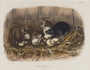 Rato preto, c.1845 de John James Audubon