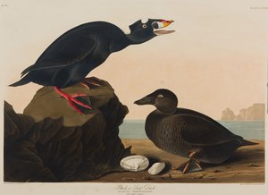 Black or Surf Duck, 1836 (wc no papel) de John James Audubon