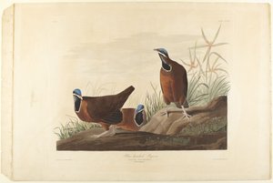  de John James Audubon