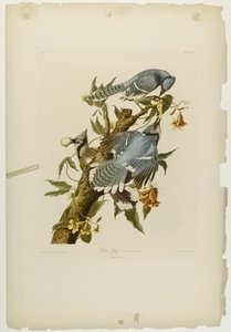 Blue Jay, impresso por Julien Bien e publicado por Roe Lockwood & Son, 1861 (cromolitógrafo) de John James Audubon