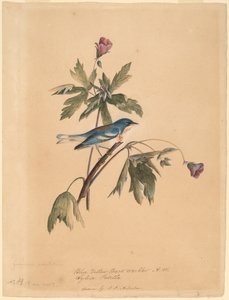 Toutinegra Azul Amarela de John James Audubon