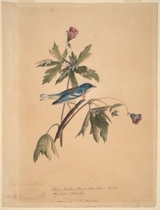  de John James Audubon