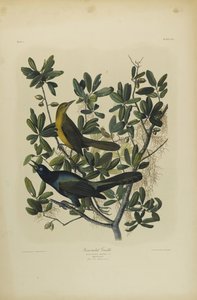 Grackle com cauda de barco, impresso por Julien Bien e publicado por Roe Lockwood & Son, 1861 (cromolitógrafo) de John James Audubon