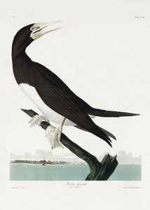 Gaivota-booby, de *Birds of America* (1827) de John James Audubon