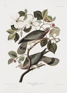 Pombo-de-cauda-longa, da obra «Birds of America» (1827) de John James Audubon