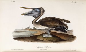 Pelicano-pardo de John James Audubon