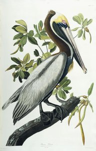 Pelicano-pardo, 1835 de John James Audubon