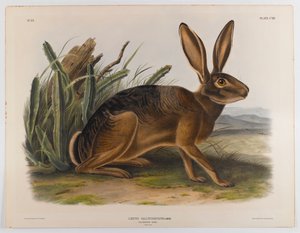 Lebre da Califórnia, 1847 de John James Audubon