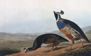 Perdiz californiana, de &39;Birds of America&39;, gravada por Robert Havell (1793-1878) 1838