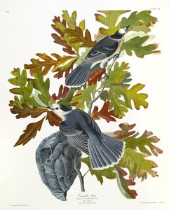 Canadá Jay de John James Audubon