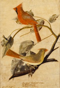 Bico-grossudo-cardeal de John James Audubon