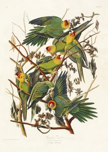 Papagaio da Carolina, extraído de «Birds of America» (1827) de John James Audubon