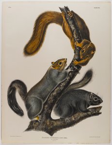 Esquilo gato de John James Audubon