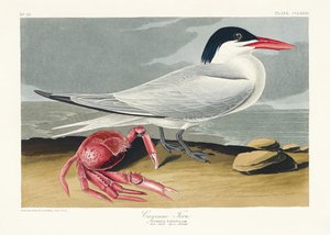 Andorinha-do-mar-da-Cayenne, extraído de *Birds of America* (1827) de John James Audubon