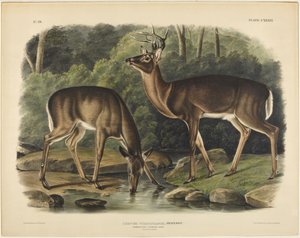  de John James Audubon