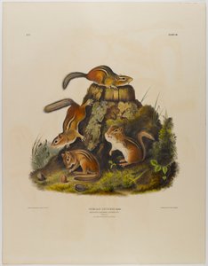 Chipping esquilo hackee de John James Audubon