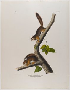 Esquilo colombiano de John James Audubon