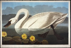 Cisne americana comum. Cisne assobiando de John James Audubon