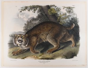 Wildcat americano comum de John James Audubon