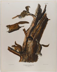 Esquilo voador comum de John James Audubon