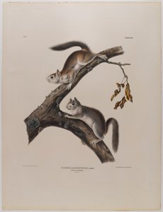Esquilo felpudo de John James Audubon
