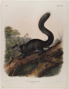 Esquilo sombrio de John James Audubon