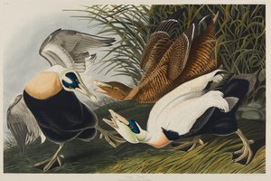 Eider Duck, 1835 (wc no papel) de John James Audubon