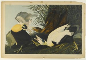 Eider Duck, impresso por Julien Bien e publicado por Roe Lockwood & Son, 1861 (cromolitógrafo) de John James Audubon
