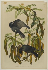 Fish Crow, impresso por Julien Bien e publicado por Roe Lockwood & Son, 1861 (cromolitógrafo) de John James Audubon