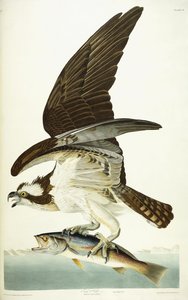 Falcão de peixes, 1830 de John James Audubon