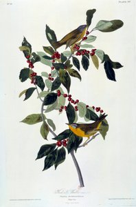 Flowers and Birds Silk Painting by John James Audubon (1780-1851) (ec.am.) 1826-1830. Paris, B.N. de John James Audubon