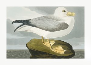 Petrél Fulmar, extraído de «Birds of America» (1827) de John James Audubon