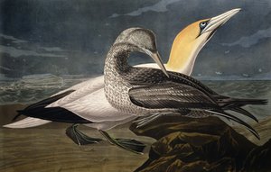 Gannets, de &39;Birds of America&39;, gravado por Robert Havell (1793-1878) publicado em 1836