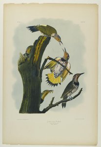 Pica-pau-de-asa-dourada, impresso por Julien Bien e publicado por Roe Lockwood & Son, 1861 (cromolitógrafo) de John James Audubon