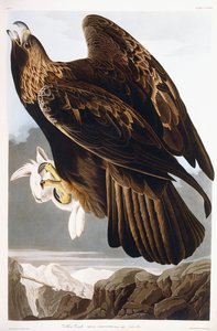 Águia dourada, 1833 de John James Audubon
