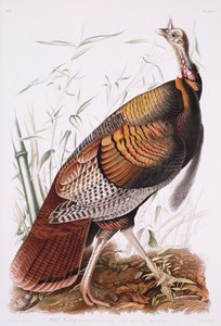 Grande galo americano, ou peru selvagem de John James Audubon
