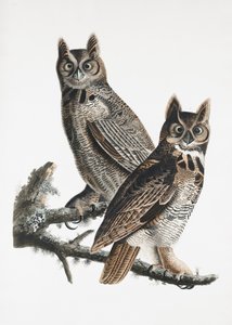 Coruja-de-chifre, de «Birds of America» (1827) de John James Audubon