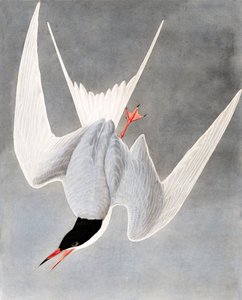 Grande Tern, Sterna Hirundo, de "os pássaros da América" por John J. Audubon, bar. 1827-38 de John James Audubon
