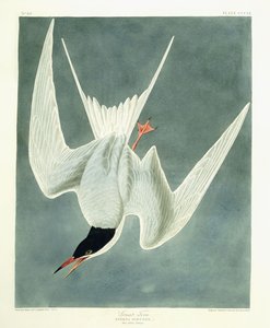 Grande Volta, Macho, Plumagem da Primavera, 1836 de John James Audubon