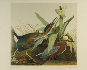 Green Heron, impresso por Julien Bien e publicado por Roe Lockwood & Son, 1861 (cromolitógrafo) de John James Audubon